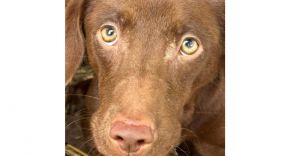 You can fill out an adoption application online on our official websiteMeet Piper SC-a heart as p