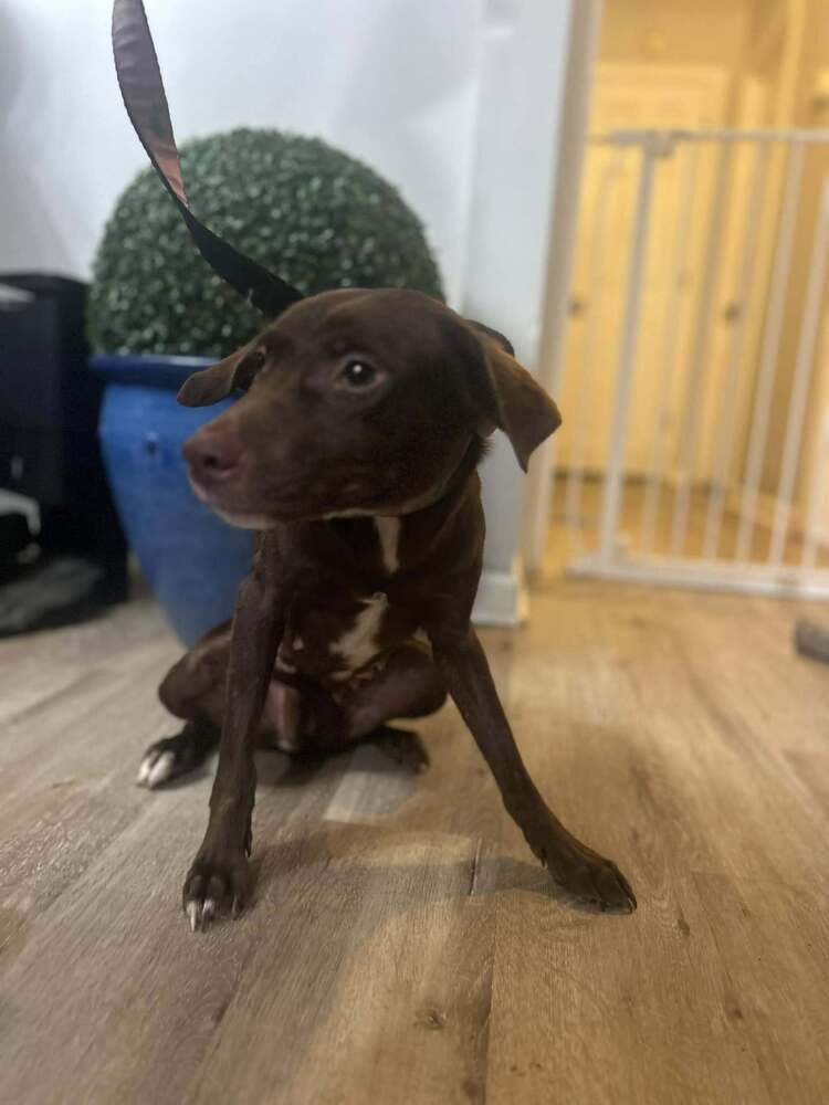 Piper (SC), an adoptable Whippet, Boykin Spaniel in New York, NY, 10075 | Photo Image 2