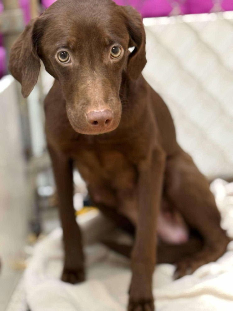 Piper (SC), an adoptable Whippet, Boykin Spaniel in New York, NY, 10075 | Photo Image 3