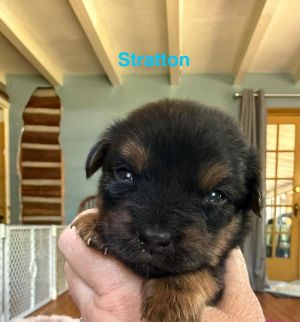 You can fill out an adoption application online on our official websiteMeet Stratton AL-a tiny su