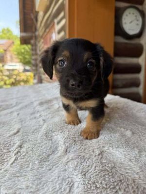 You can fill out an adoption application online on our official websiteMeet Stratton AL-a tiny su