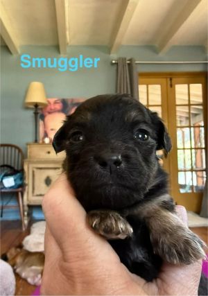 You can fill out an adoption application online on our official websiteSmuggler AL is ready to st
