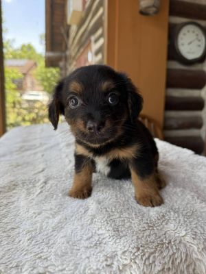 You can fill out an adoption application online on our official websiteSmuggler AL is ready to st