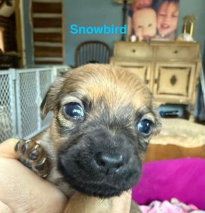 You can fill out an adoption application online on our official websiteMeet Snowbird AL-a tiny pu