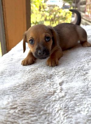 You can fill out an adoption application online on our official websiteMeet Snowbird AL-a tiny pu