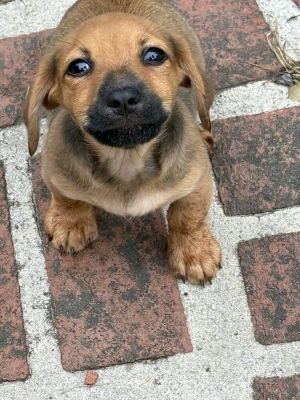 You can fill out an adoption application online on our official websiteMeet Snowbird AL-a tiny pu