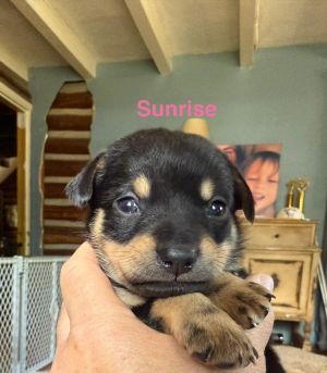 You can fill out an adoption application online on our official websiteSunrise AL is proof that e