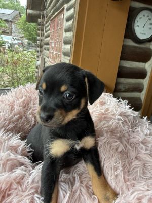 You can fill out an adoption application online on our official websiteSunrise AL is proof that e