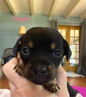 You can fill out an adoption application online on our official websiteSweet as her name Sugar AL