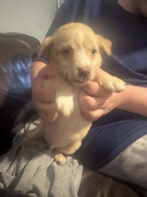 You can fill out an adoption application online on our official websiteMeet Peanut AL--a little n