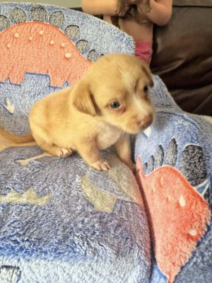 You can fill out an adoption application online on our official websiteMeet Peanut AL--a little n