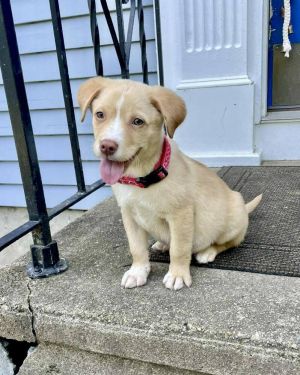 You can fill out an adoption application online on our official websiteMeet Peanut AL--a little n