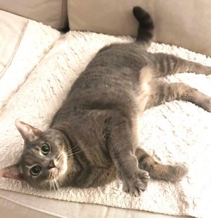 Chobani, Adult Female Domestic Short Hair