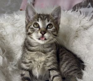 Squeaky, Baby Female unknown