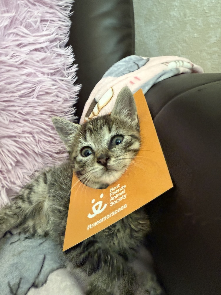 Squeaky
