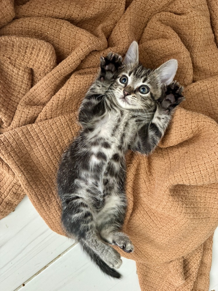 Napoleon