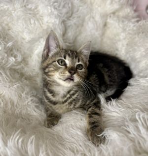 Tigre, Baby Female unknown