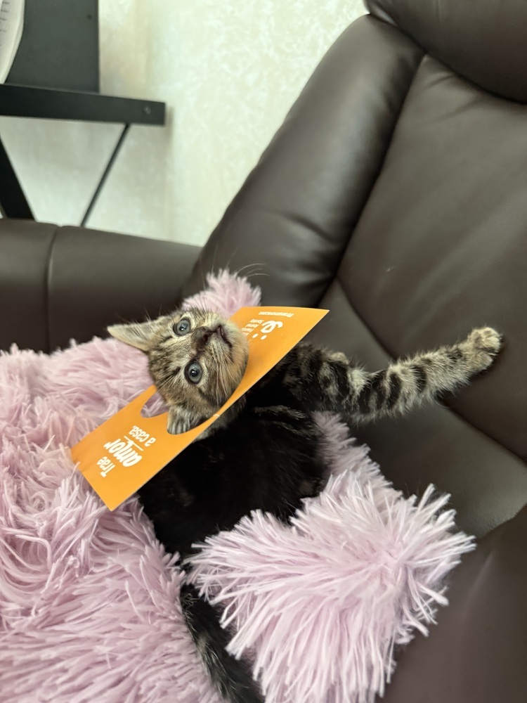 Tigre