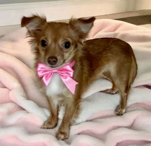 Meet Sady Mae Sady Mae is a playful active extremely cute long haired chihuahua mix She is 2 yea