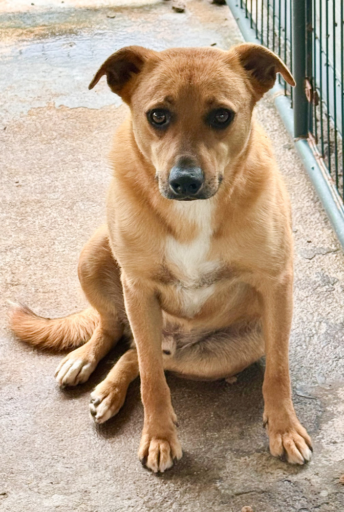 Basil (Shy), an adoptable Feist in Troy, AL, 36081 | Photo Image 1
