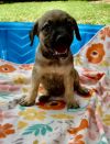 Oliver