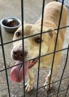 Blondie (Senior)
