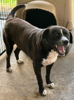 Maui, Adult Male Labrador Retriever