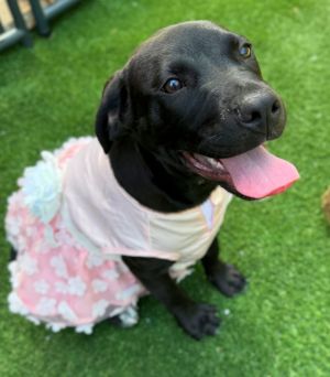 Please contact ADOPTION adoptdoggieharmonyorg for more information about this pet Becky Sue is 