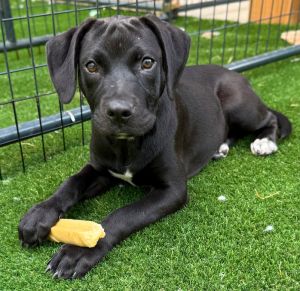 Please contact ADOPTION adoptdoggieharmonyorg for more information about this pet Becky Sue is 