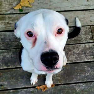 Please contact ADOPTION adoptdoggieharmonyorg for more information about this petGreat with kid
