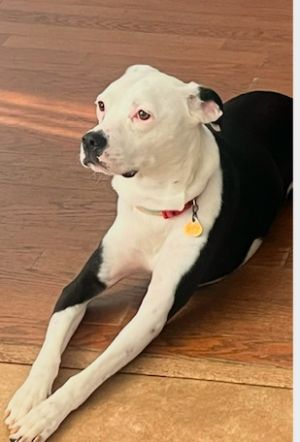 Please contact ADOPTION adoptdoggieharmonyorg for more information about this petGreat with kid