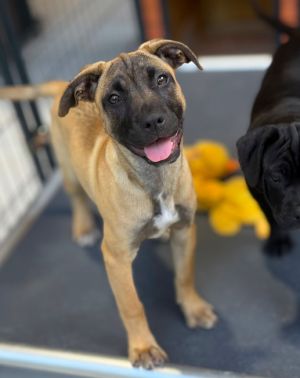 Please contact ADOPTION adoptdoggieharmonyorg for more information about this pet Janet is fun