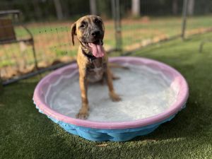 Janet *FOSTER NEEDED TOO! Shepherd Dog