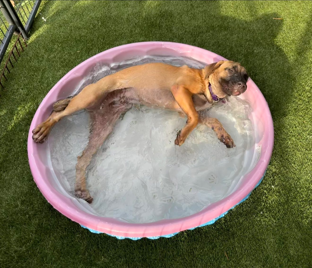 Janet *FOSTER NEEDED TOO!