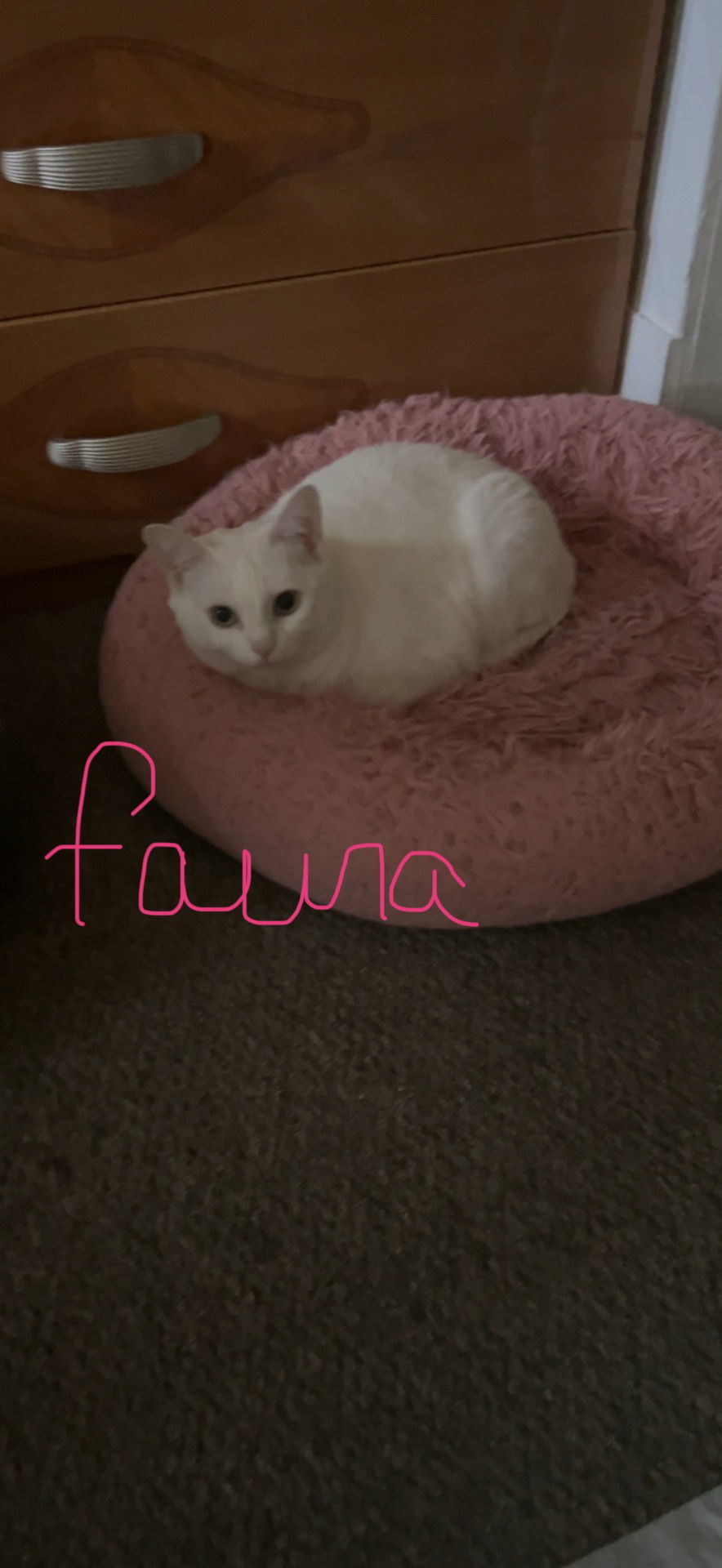 Fauna