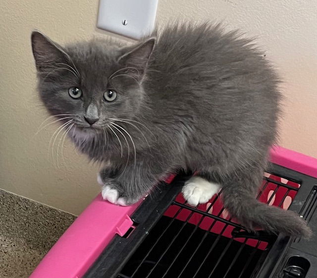 Kitten Dill