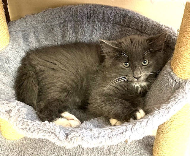 Kitten Dill