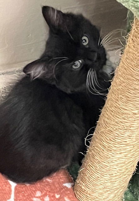 Kitten Daffodil