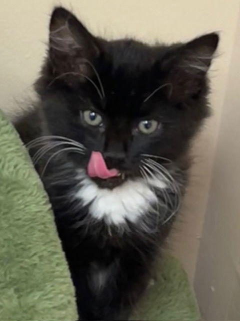 Kitten Daffodil