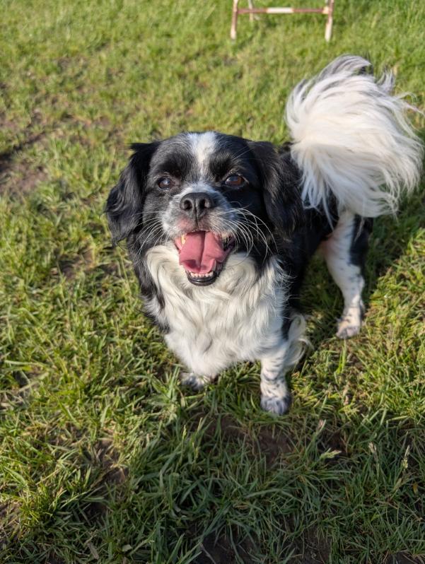 Finch, an adoptable Pekingese in Cuyahoga Falls, OH, 44222 | Photo Image 1