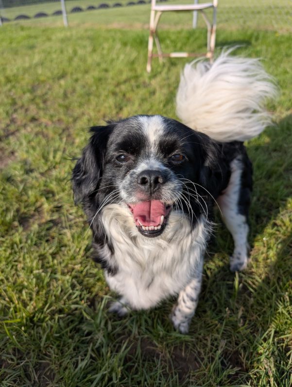 Finch, an adoptable Pekingese in Cuyahoga Falls, OH, 44222 | Photo Image 2