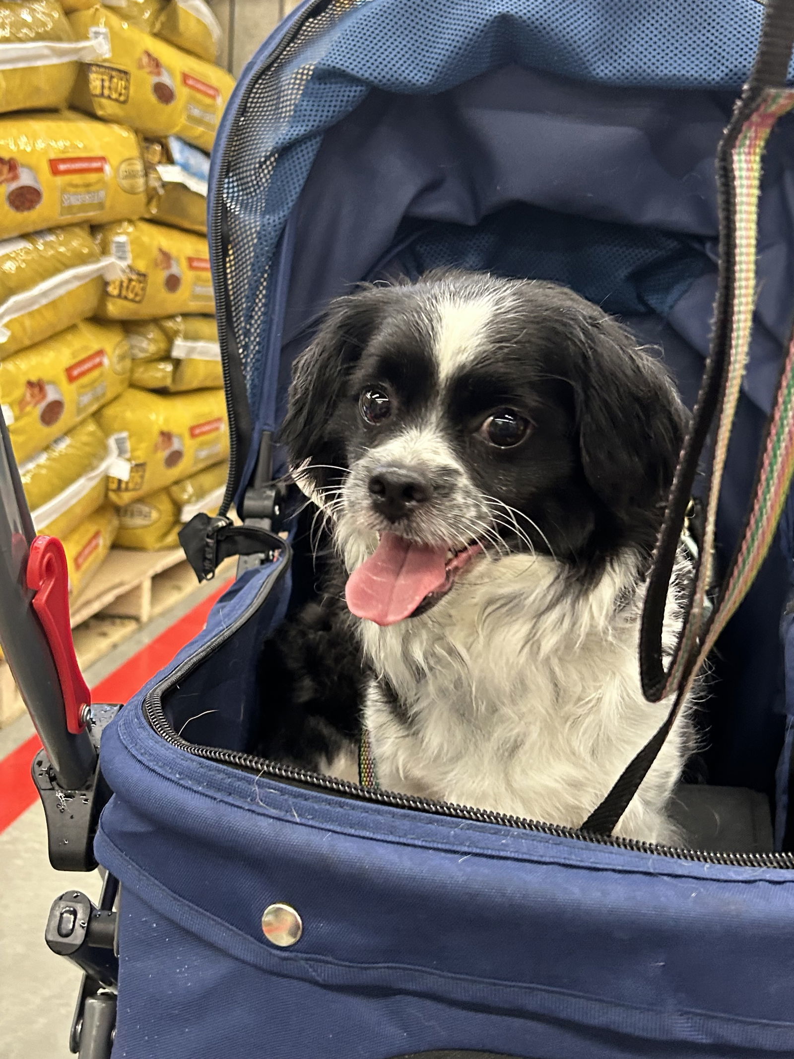 Finch, an adoptable Pekingese in Cuyahoga Falls, OH, 44222 | Photo Image 3