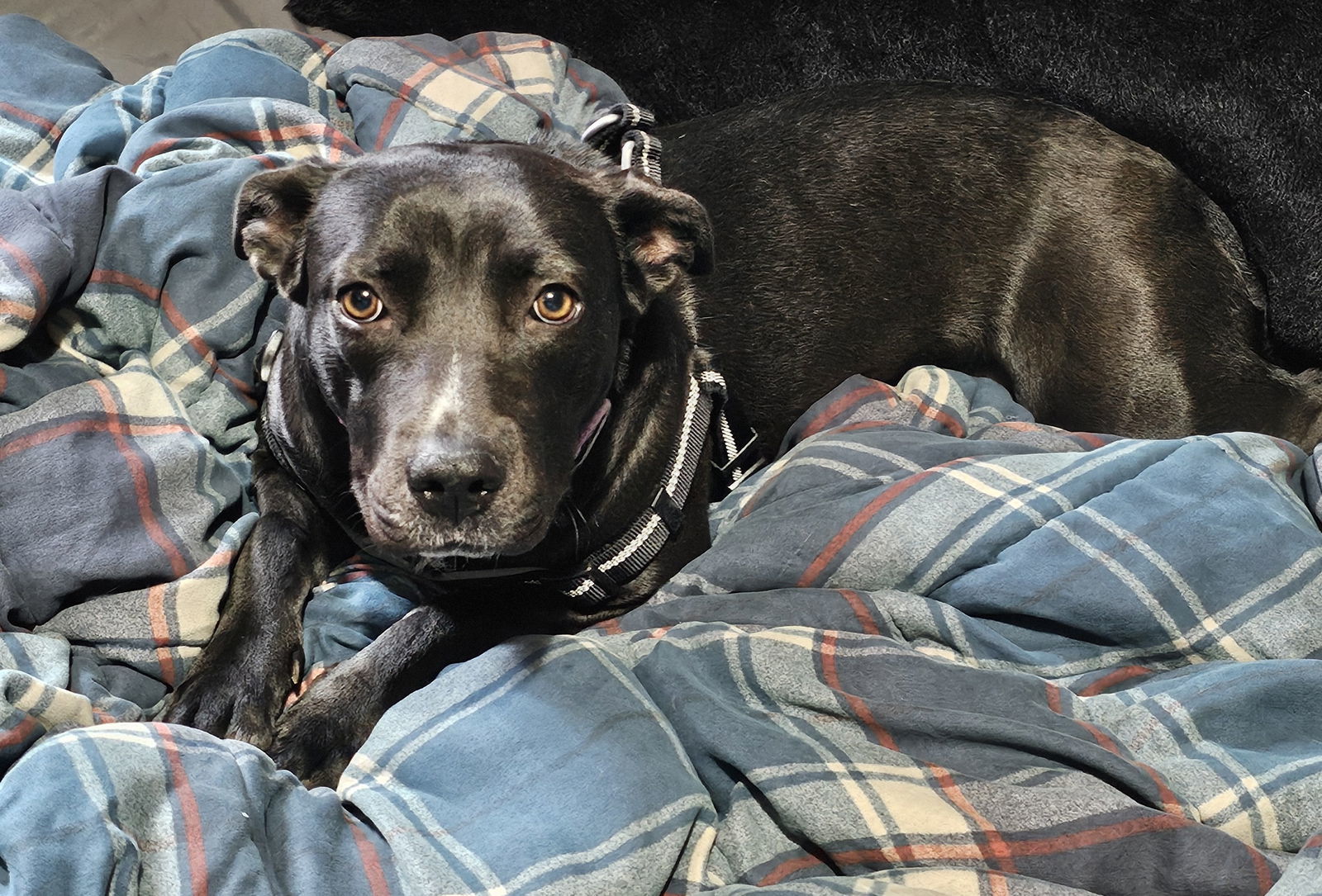 Misty, an adoptable Labrador Retriever, Shepherd in St. Cloud, MN, 56301 | Photo Image 1