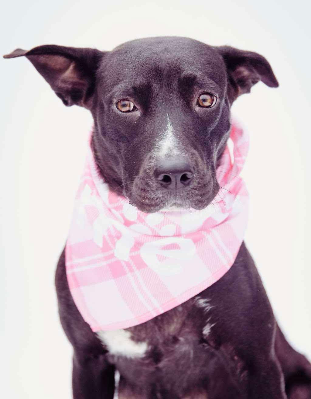 Misty, an adoptable Labrador Retriever, Shepherd in St. Cloud, MN, 56301 | Photo Image 2