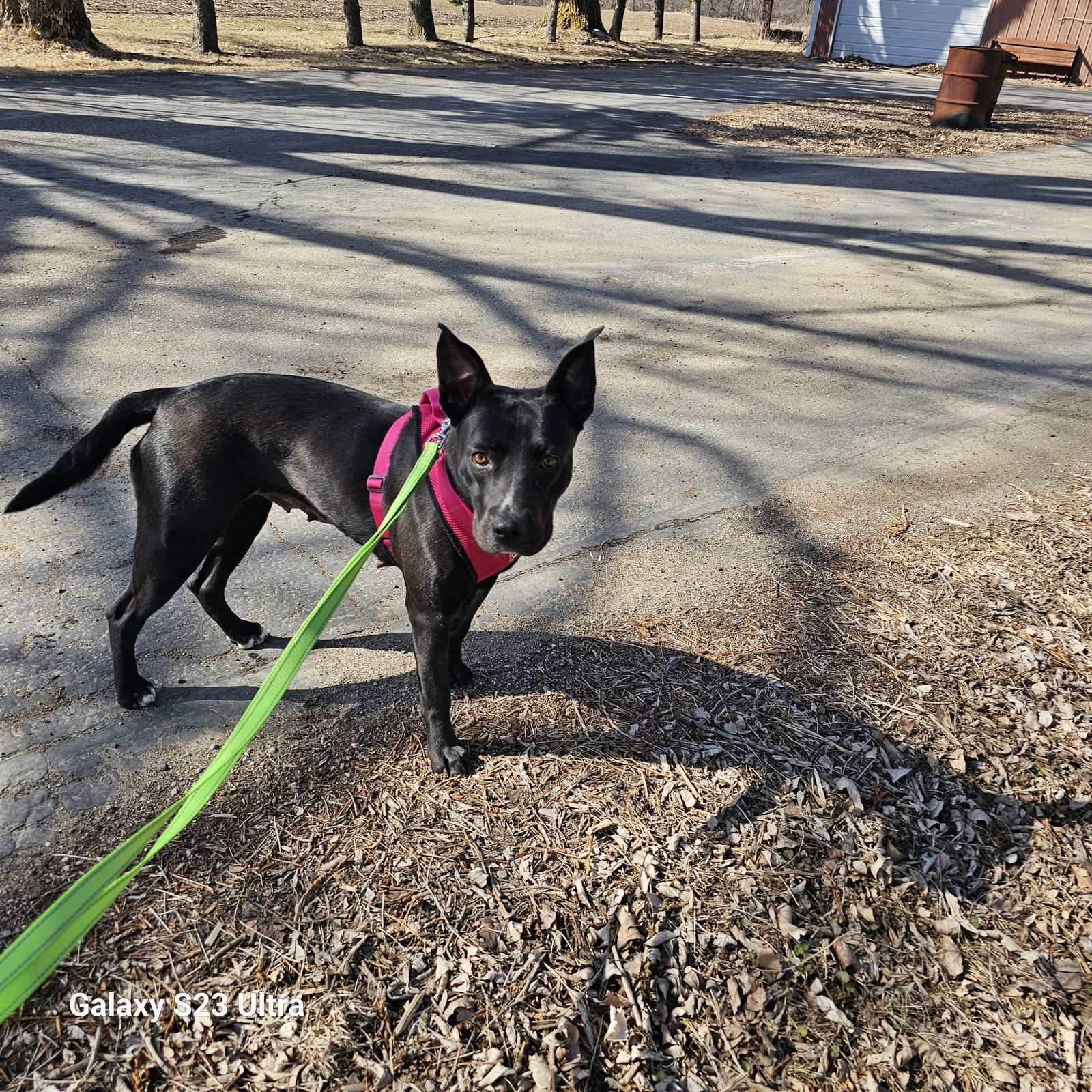 Misty, an adoptable Labrador Retriever, Shepherd in St. Cloud, MN, 56301 | Photo Image 3