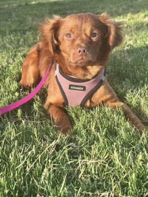 Drea, Young Female Pomeranian