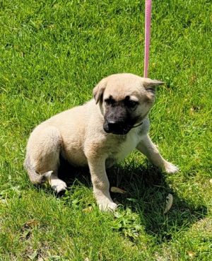 Tess, Baby Female Mixed Breed