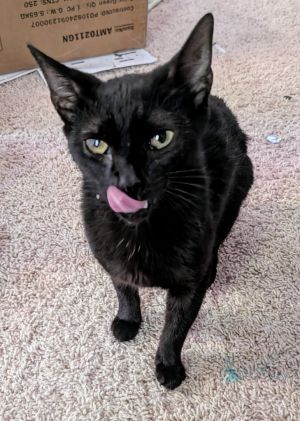 Pocket-sized and adorable Hyacinth is a lady you must see No tail to get in your way and this gir