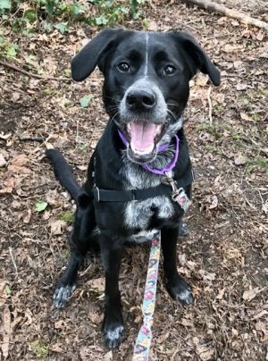 What my friends at Seattle Humane say about me My favorite things to do outside are running going 