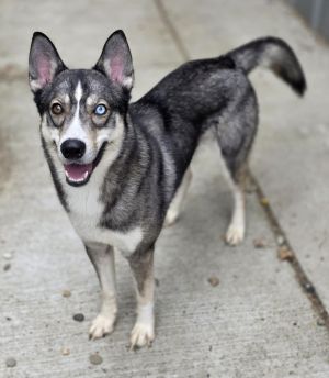 Raven, Young Female Siberian Husky